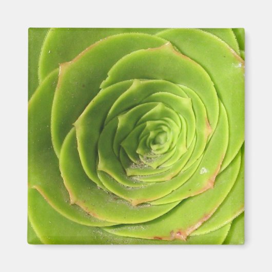 Succulent Magnet (Voorkant)