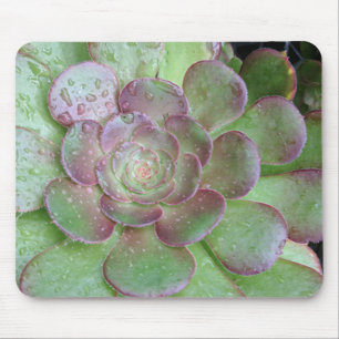 Succulent Muismat