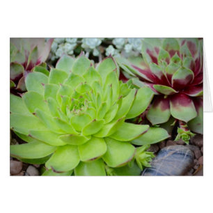Succulent Note Kaart
