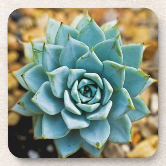 Succulent Onderzetter (Voorkant)