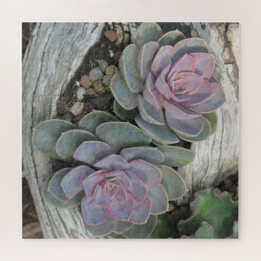Succulent op driftwood legpuzzel (Horizontaal)
