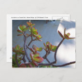 Succulent op een Oxnard Deck....Ontwerp van de nat Briefkaart (Voorkant / Achterkant)