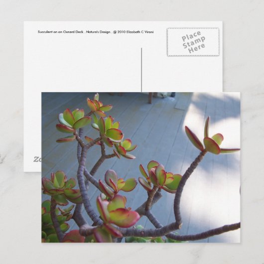 Succulent op een Oxnard Deck....Ontwerp van de nat Briefkaart (Voorkant / Achterkant)