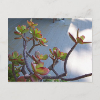 Succulent op een Oxnard Deck....Ontwerp van de nat Briefkaart