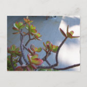 Succulent op een Oxnard Deck....Ontwerp van de nat Briefkaart (Voorkant)