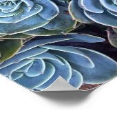 Succulent Photography Succulent Day Cactus Stock Poster (Hoek)