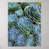 Succulent Photography Succulent Day Cactus Stock Poster (Voorkant)