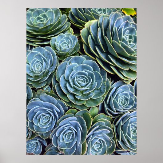 Succulent Photography Succulent Day Cactus Stock Poster (Voorkant)