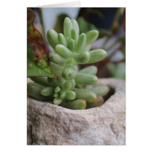 Succulent Plant Alle gelegenheden