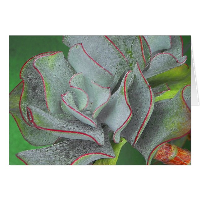 Succulent Plant Card (Voorkant Horizontaal)