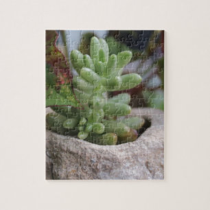 Succulent Plant en Chameleon Plant Legpuzzel