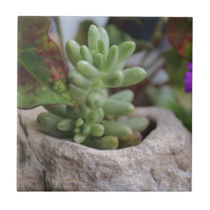 Succulent Plant en Chameleon Plant Tegeltje