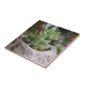 Succulent Plant en Chameleon Plant Tegeltje (Zijkant)