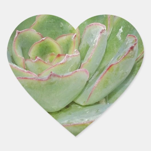 Succulent Plant Hart Sticker (Voorkant)