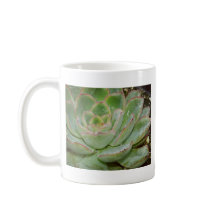 Succulent Plant