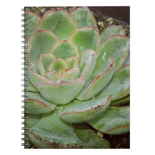 Succulent Plant Notitieboek (Voorkant)