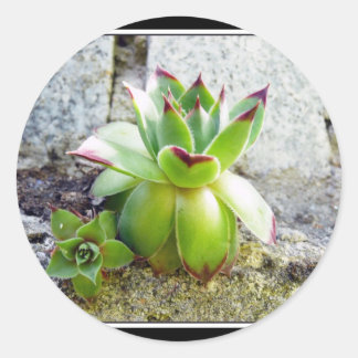 succulent plant ronde sticker