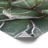 Succulent Plant waarde Poster papier (mat) (Hoek)