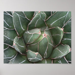 Succulent Plant waarde Poster papier (mat)