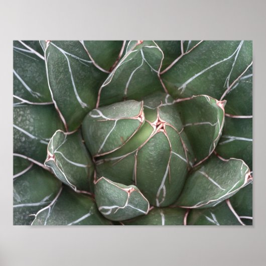 Succulent Plant waarde Poster papier (mat) (Voorkant)
