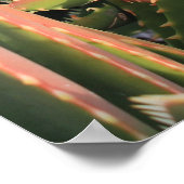 succulent poster (Hoek)