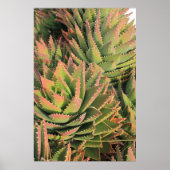 succulent poster (Voorkant)