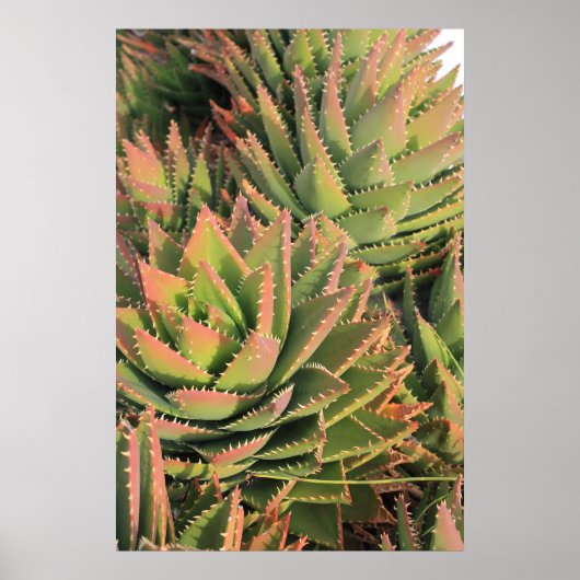 succulent poster (Voorkant)