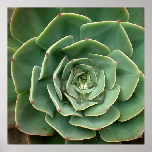 Succulent Print 2 (Voorkant)