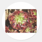 Succulent Ronde Sticker (Voorkant)