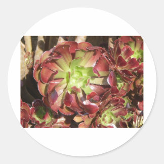 Succulent Ronde Sticker