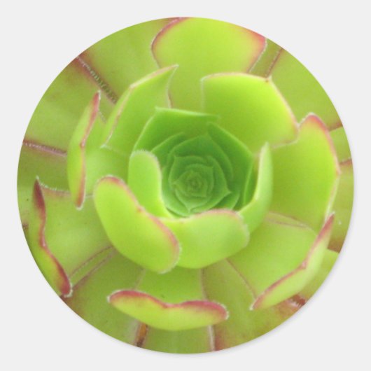 Succulent Ronde Sticker (Voorkant)