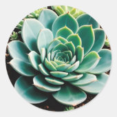 Succulent Ronde Sticker (Voorkant)