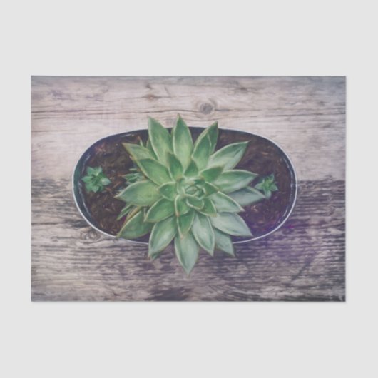 Succulent Rustic Green Art die ontleent Tissuepapier (Voorkant)