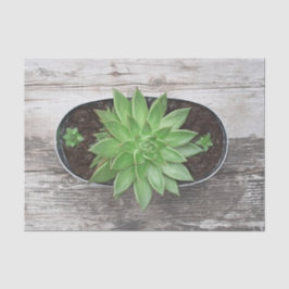 Succulent Rustic Green Art Sketch Decoupage Tissuepapier