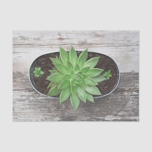 Succulent Rustic Green Art Sketch Decoupage Tissuepapier (Voorkant)