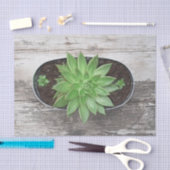 Succulent Rustic Green Art Sketch Decoupage Tissuepapier (Craft)