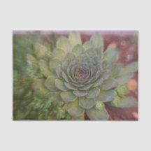Succulent Rustic Green Country Waterverf