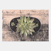 Succulent Rustisch Vintage Groene Botanische Ontvl Inpakpapier Vel (Voorkant)