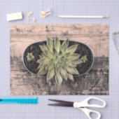 Succulent Rustisch Vintage Groene Botanische Ontvl Tissuepapier (Craft)
