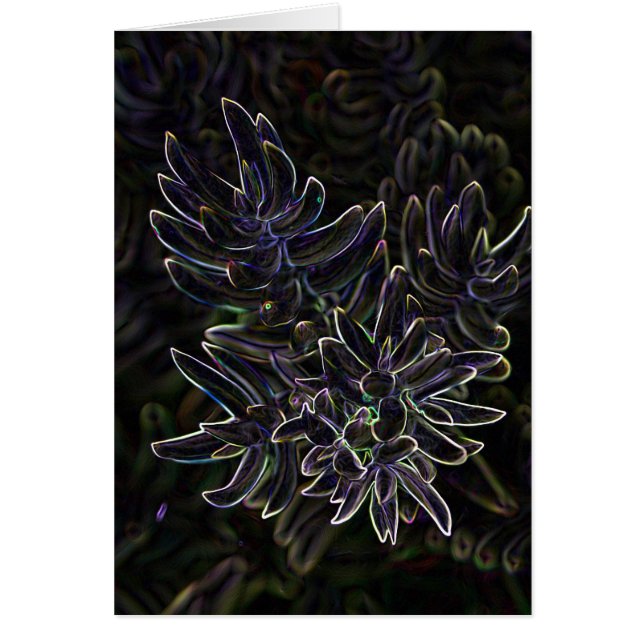Succulent Sedum (Voorkant)
