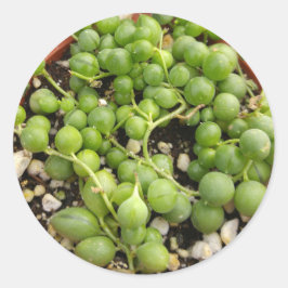 Succulent String of Pearls Ronde Sticker