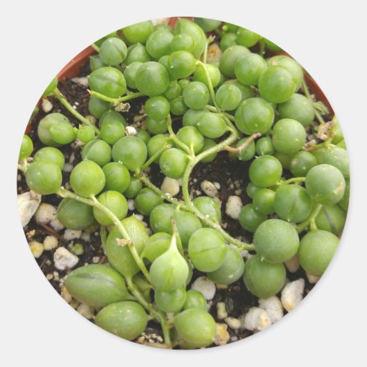 Succulent String of Pearls Ronde Sticker (Voorkant)