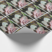 #succulent, Succulent plant, roze succulent Cadeaupapier (Hoek)