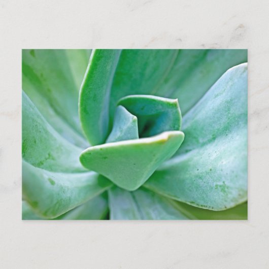 Succulent Swirl Briefkaart (Voorkant)