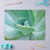 Succulent Swirl Tissuepapier (Craft)