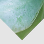 Succulent Swirl Tissuepapier (Detail)