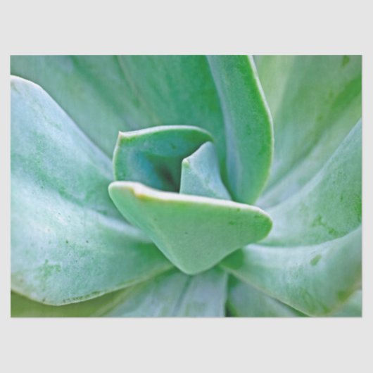 Succulent Swirl Tissuepapier (Voorkant)
