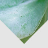 Succulent Swirl Tissuepapier (Detail)