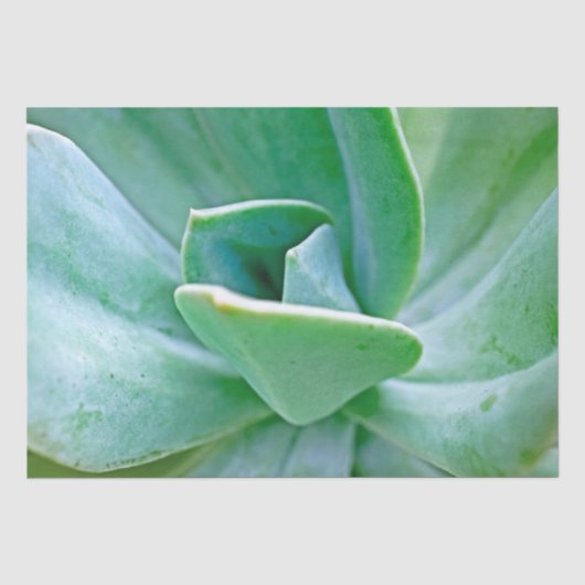 Succulent Swirl Tissuepapier (Voorkant)
