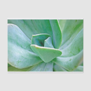 Succulent Swirl Tissuepapier